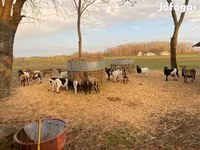 भेड़, Cameroon sheep — फ़ोटो 3