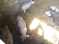 Pigs (batch, sex not specified), Дюрок — photo 1