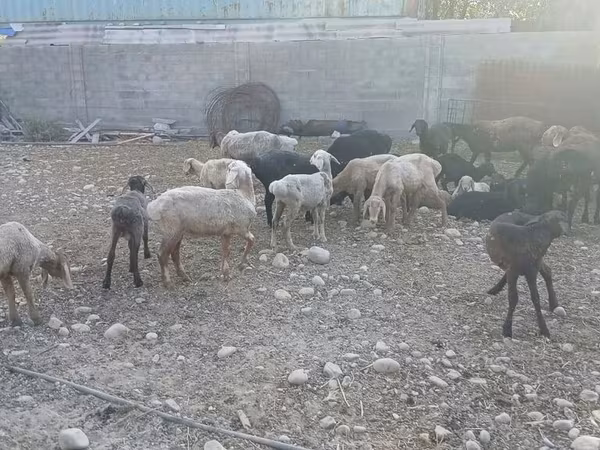 نعجة, الأغنام