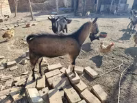 Goat, Goats — photo 7