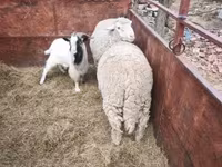 Ram, Sheep — photo 4