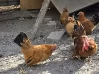 Chickens — photo 1
