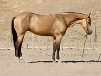 Hing, Quarter Horse — 2. fotó