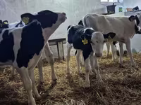 Býk, Russian Black pied cattle — foto 4