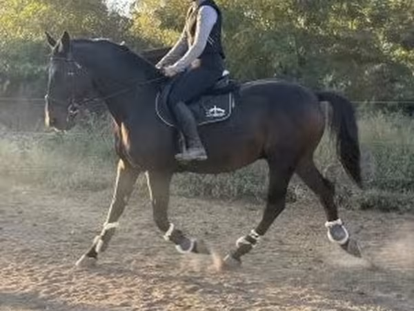 Айғыр, Nonius horse
