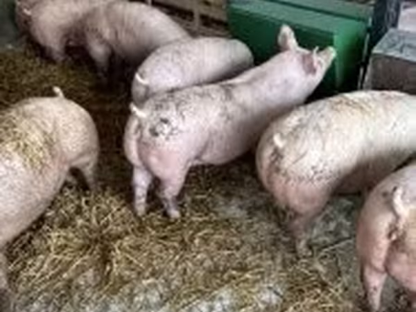 Pigs (batch, sex not specified), Pigs — Hungary
