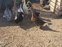 Ducks — 2. fotó