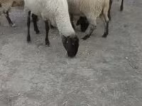 Schaf, Tsigai sheep — Foto 1