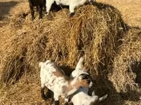 Ziege, Dutch Landrace goats — Foto 4