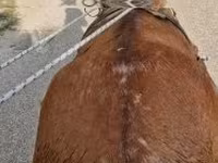 母马, Horses — 照片 5