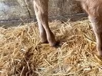 Bika, Russian Black pied cattle — 2. fotó