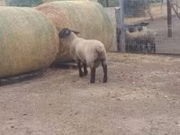 Widder, White Suffolk sheep — Foto 2