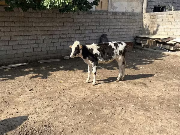 İribuynuzlu mal-qara (partiya, cinsi göstərilməyib), Russian Black pied cattle