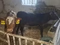 Kuh, Limousin-Kuh — Foto 1