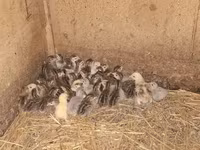 Guinea fowl — foto 4