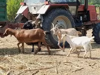 母山羊, Nubian Goat — 照片 1