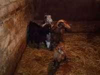 Cabra, Cabras — foto 2