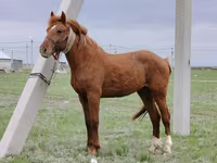 Hing, Budyonny horse — 1. fotó