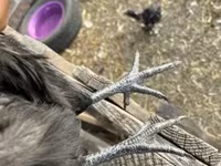 Chickens — फ़ोटो 2