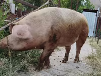 Sow, Pigs — photo 2