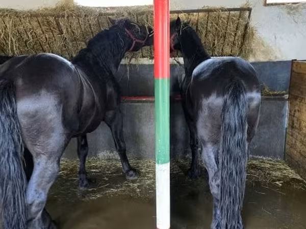 Hengst, Nonius horse — Ungarn