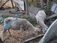母羊, Sheep — 照片 2