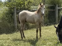 Hengst, Kentucky mountain daddle horse — Foto 6