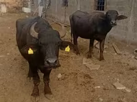 Cow, African Buffalo — photo 1
