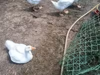 Geese — zdjęcie 1