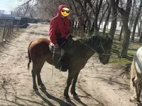 Koń, Konie — zdjęcie 1