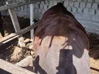 Bika, Red Estonian cattle — 1. fotó