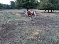 母牛, Simmental cattle — 照片 2