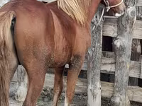 Caballo, Vladimir heavy draft — foto 6