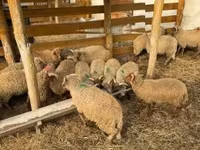 Schafe (Partie, Geschlecht nicht angegeben), Schafe — Foto 3