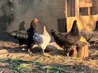 Danish hen — photo 5