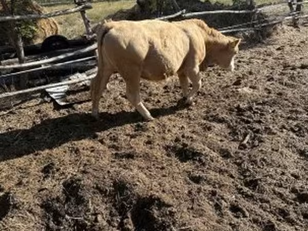Vaca, Simmental cattle