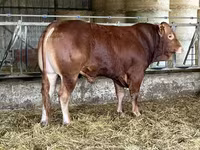Bull, Limousin cow — photo 1