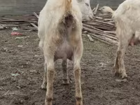 Goat, Saanen goat — photo 5