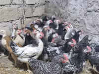 Chickens — Foto 1