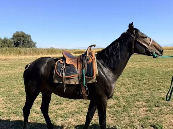 Cheval, Karachay horse