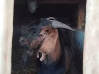 Kozioł, Nubian Goat — zdjęcie 3