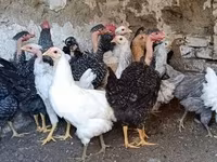 Chickens — 1-сурет