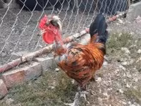 Chickens — 4. fotó