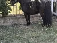 Айғыр, Australian Pony — 4-сурет