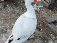 Guinea fowl — 2. fotó