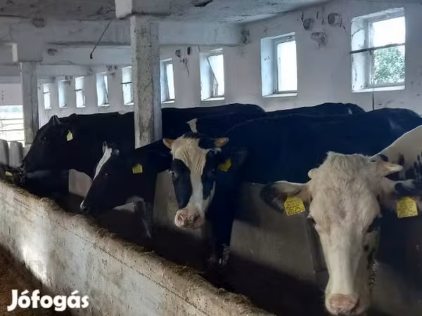 Tehén, Russian Black pied cattle