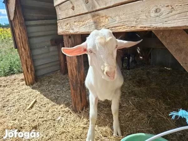 Billy Goat, Goats