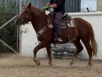 Horse (M), Russian Heavy Draft — photo 1