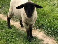 كبش, White Suffolk sheep — الصورة 1