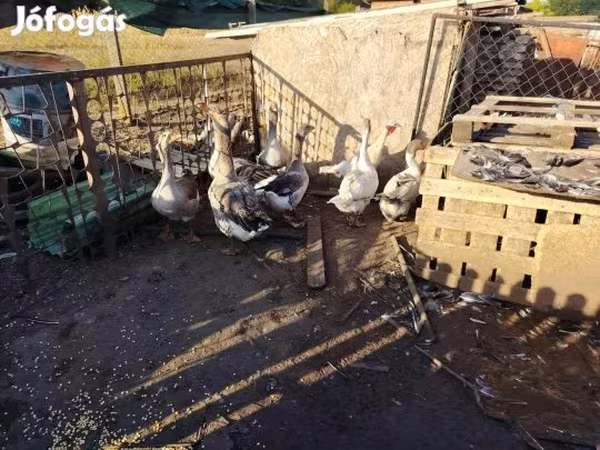 Geese